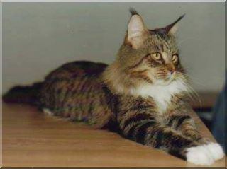 Dreamhunter G'Kar - maine-coon