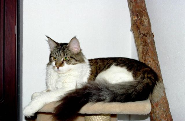 Romantica Kashmir Blue - мейн-кун