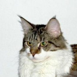 Romantica Kashmir Blue