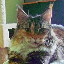 Anastasie Red Animal Road