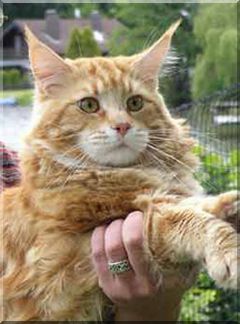 American Beauty's Mephisto of Baydar - maine-coon