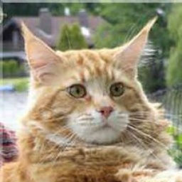 American Beauty's Mephisto of Baydar