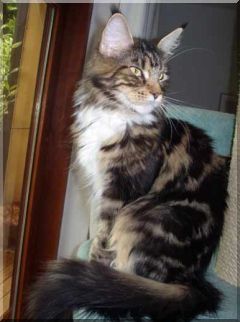 Valentine Sweet of Baydar - мейн-кун