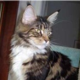 Valentine Sweet of Baydar