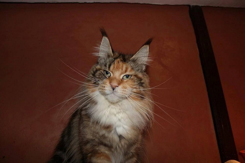 Rihanna Queen of the Coons - мейн-кун