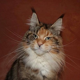 Rihanna Queen of the Coons