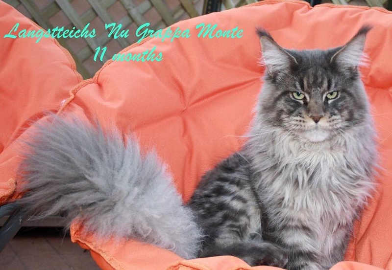 Langstteich's Nu'Grappa Monte - maine-coon