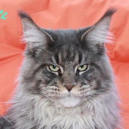 Langstteich's Nu'Grappa Monte