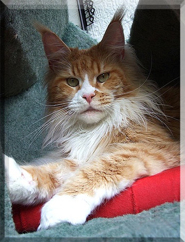 Xena of Shaggy Coons - мейн-кун