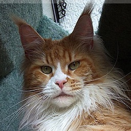 Xena of Shaggy Coons