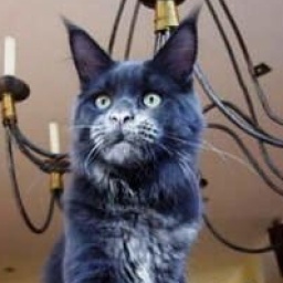 Langstteich's P'Wild Blue Hurricane