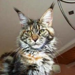 Langstteich's K'Excuse Me