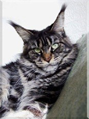 Langstteich's H'Genoveva - мейн-кун