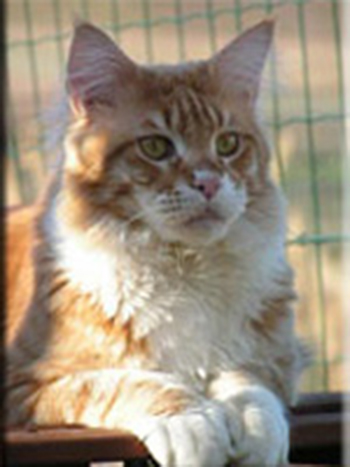 Langstteich's Ferrari Junior - maine-coon