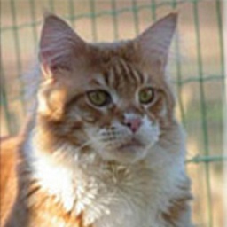 Langstteich's Ferrari Junior