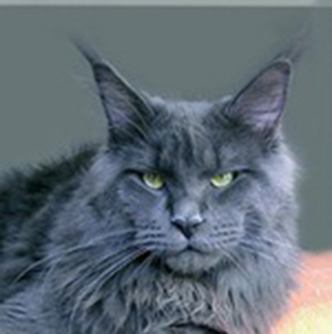 Langstteich's O'Ultra Star - мейн-кун