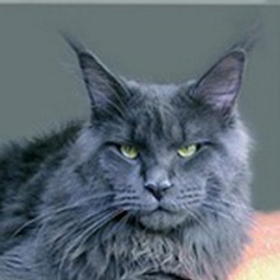 Langstteich's O'Ultra Star