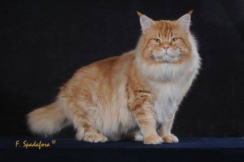 Csak's Coon Villo - maine-coon