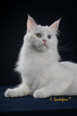 Blue Forest Lullaby - maine-coon