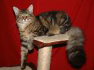 Megacoon Grabovszky - maine-coon