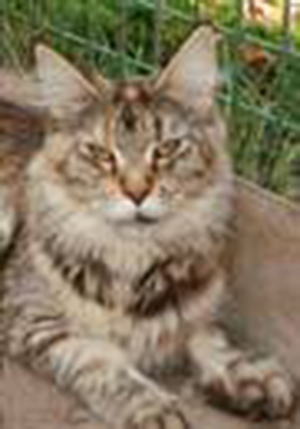 Willowplace Merry of Csak's Coon - maine-coon