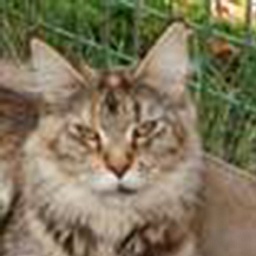 Willowplace Merry of Csak's Coon