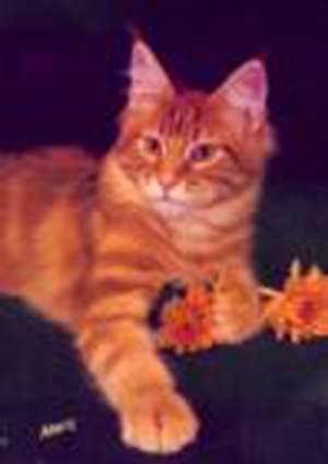 Celticpride Irishchase Shirespoint - maine-coon