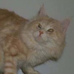 Tabbyskins Santa Fe of Willowplace