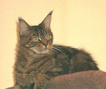 Willowplace Magnificent Maude - мейн-кун