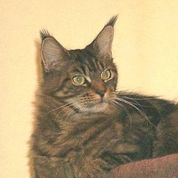 Willowplace Magnificent Maude