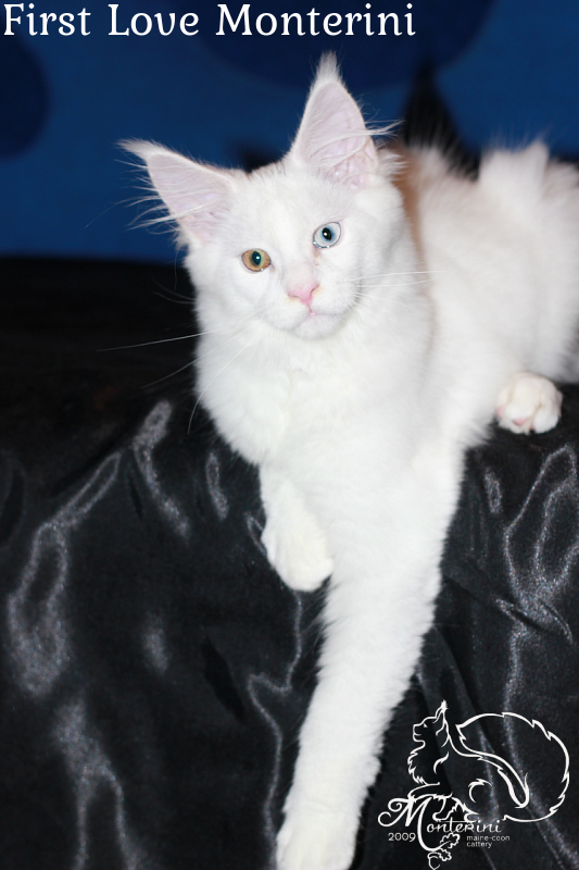 First Love Monterini - maine-coon