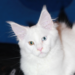 First Love Monterini