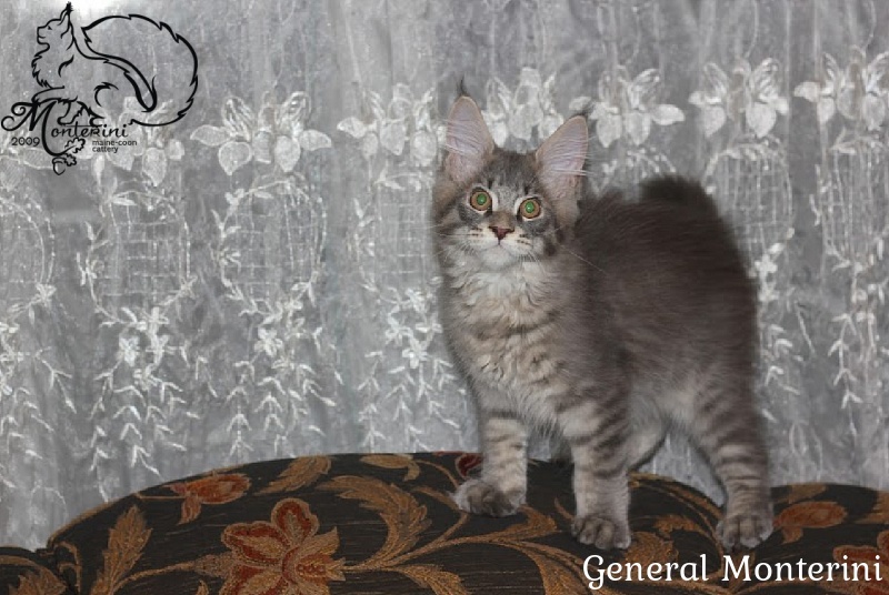 General Monterini - мейн-кун