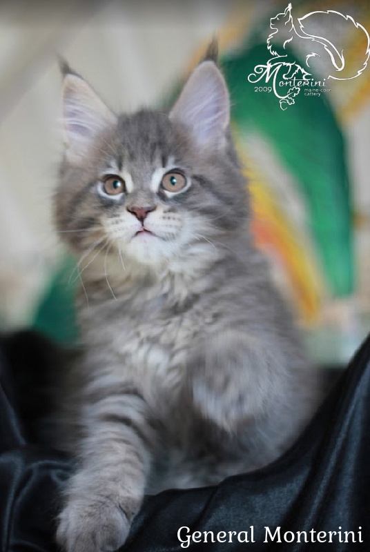 General Monterini - мейн-кун