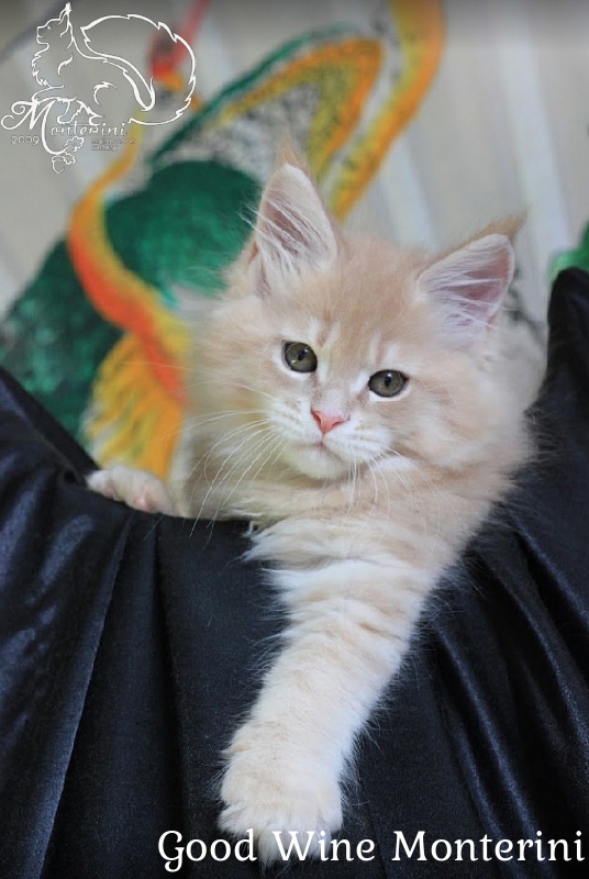 Good Wine Monterini - мейн-кун