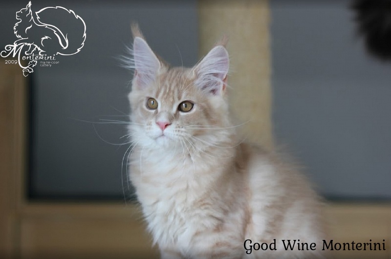 Good Wine Monterini - мейн-кун