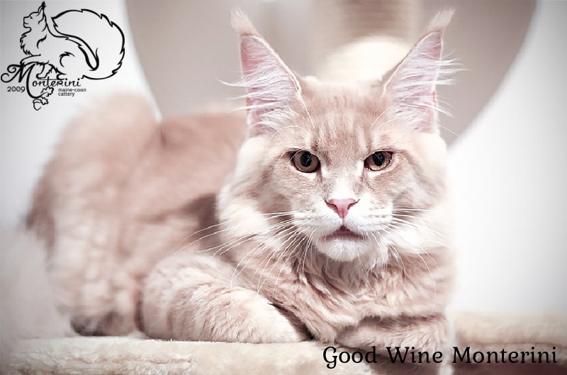 Good Wine Monterini - мейн-кун