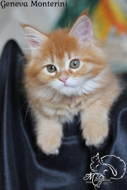Geneva Monterini - maine-coon