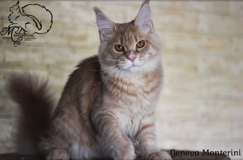 Geneva Monterini - maine-coon