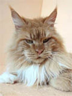 Langstteich's N'Xalvador - maine-coon