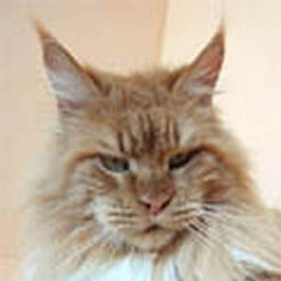 Langstteich's N'Xalvador