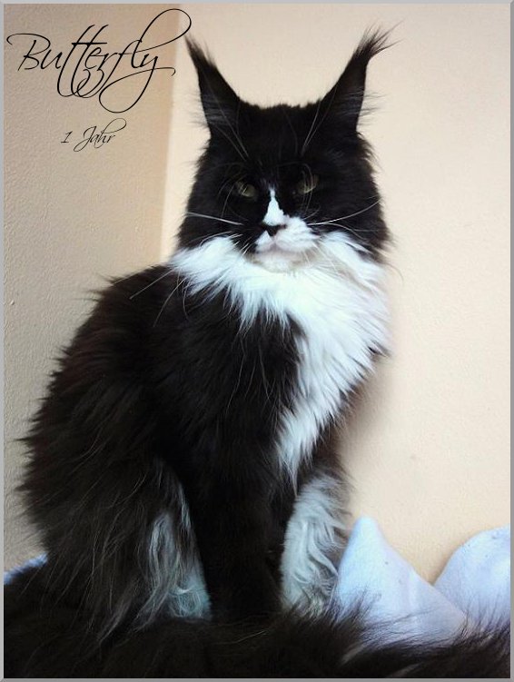 Pillowtalk's Butterfly - Adult maine-coon 1 year 1 month 3 weeks
