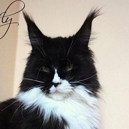 Pillowtalk's Butterfly