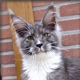 Pillowtalk's El Corazon