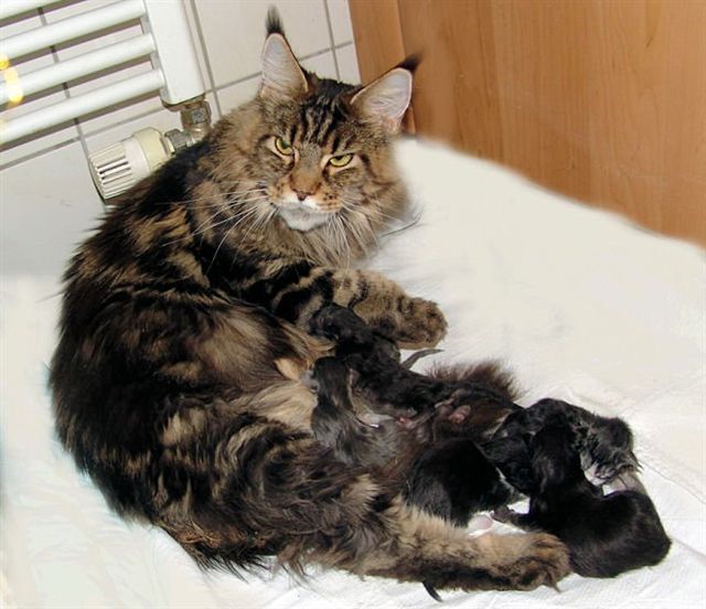 Pillowtalk's Ferrero Kiss - мейн-кун