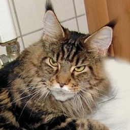 Pillowtalk's Ferrero Kiss