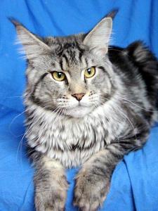 Cadillac Faricoon - maine-coon