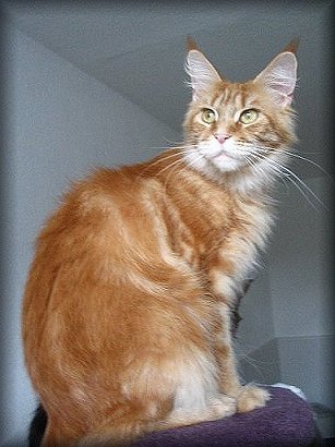 Pillowtalk's Xternety - maine-coon
