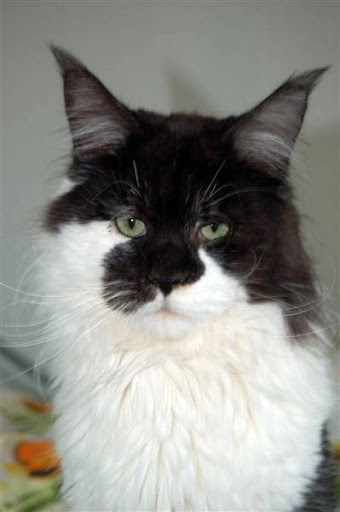 Gigolo vom Maiwinkel - мейн-кун