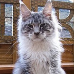 Treasure Island's Ice Man